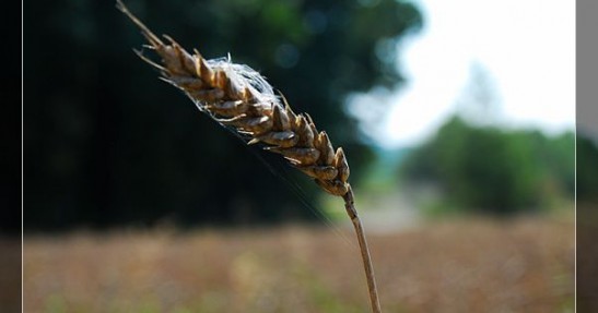 Rajd Rzeszowski
